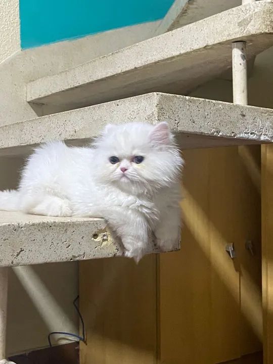 Persa lindos - Foto 3