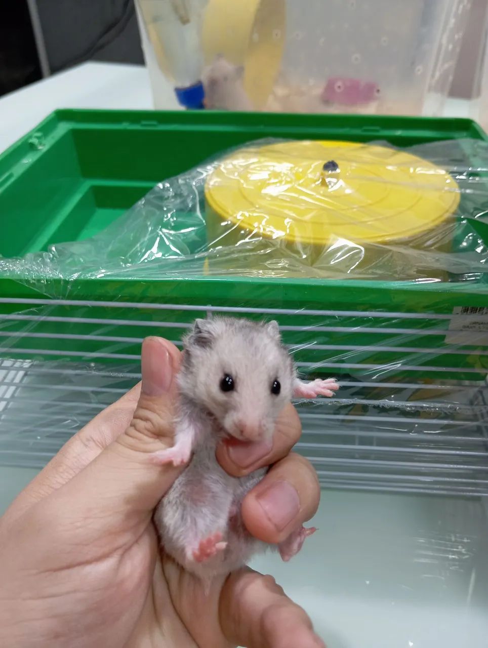 Hamster + Gaiola - Foto 4