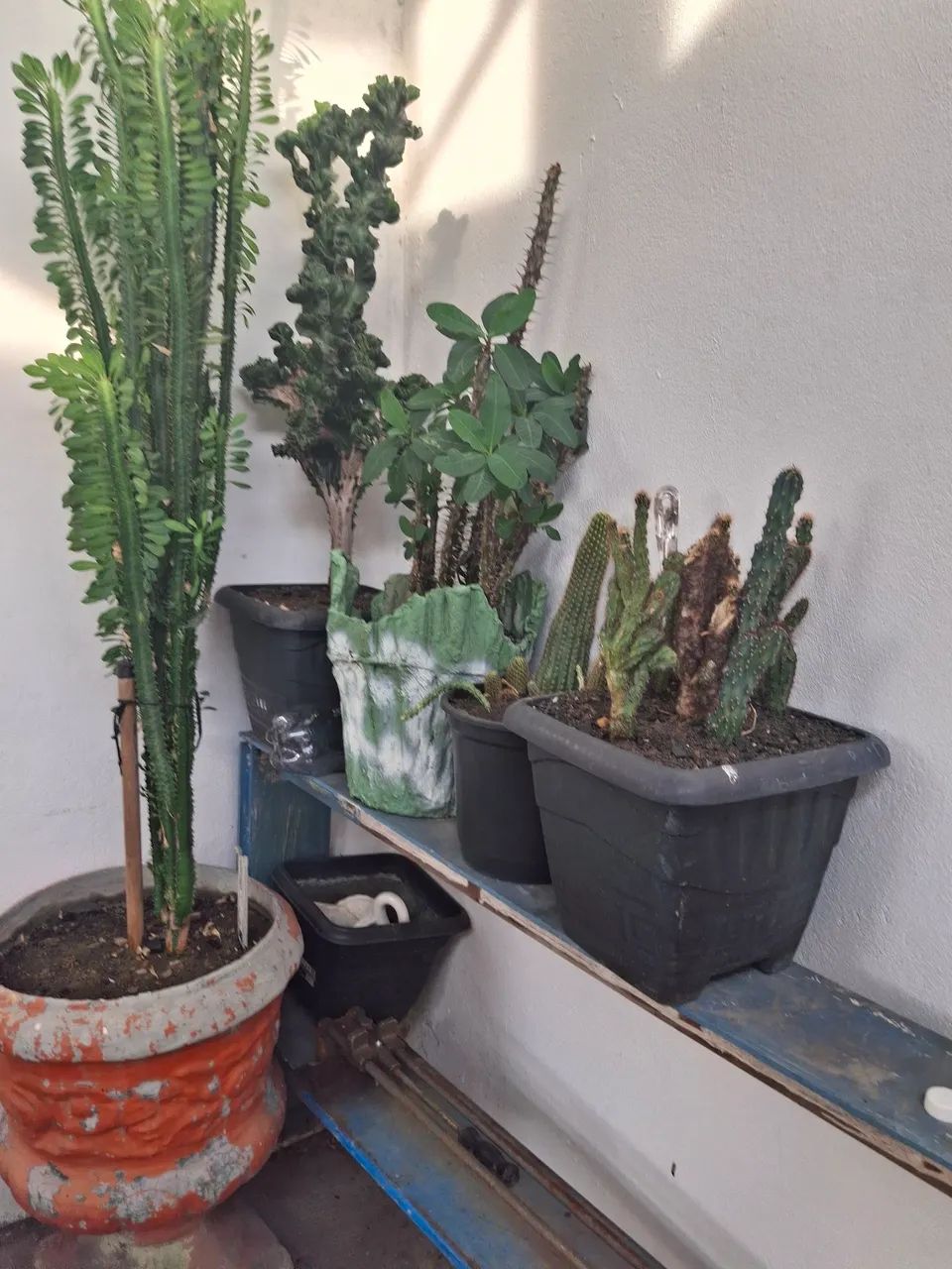 Vaso de plantas  - Foto 2