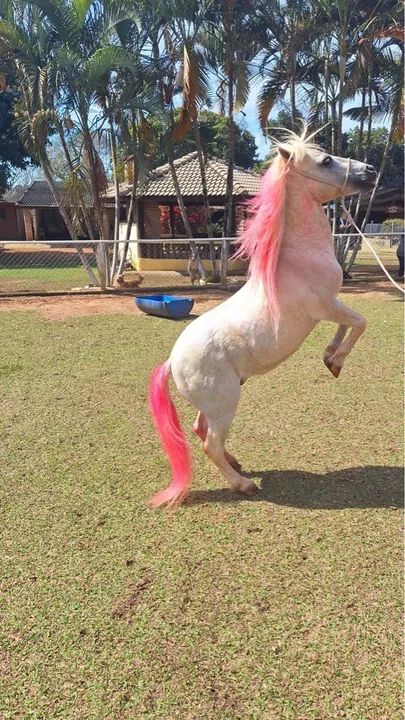 Pônei 8 anos inteiro adestrado  - Foto 3