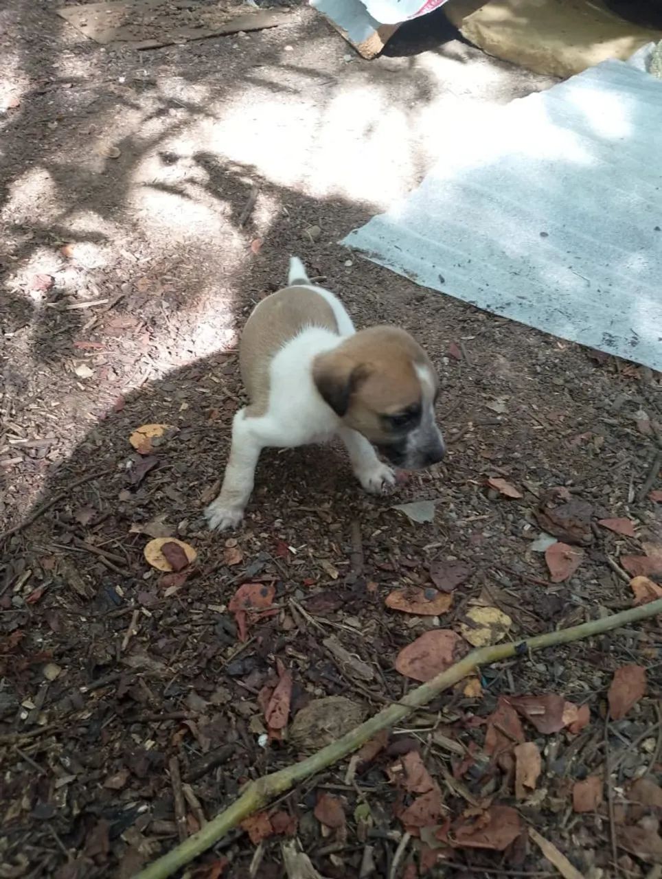 Filhotes de cachorro - Lindos e brincalhões - Foto 2