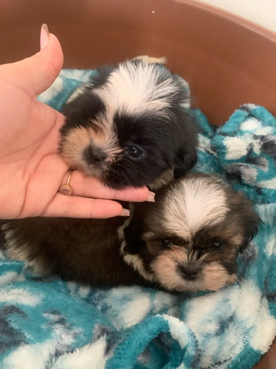 Filhotes de Shih Tzu