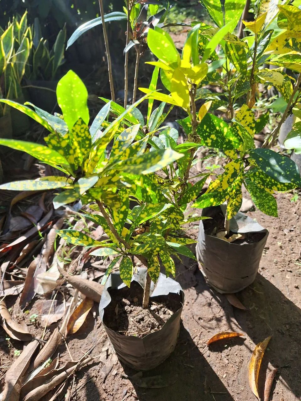 Croton