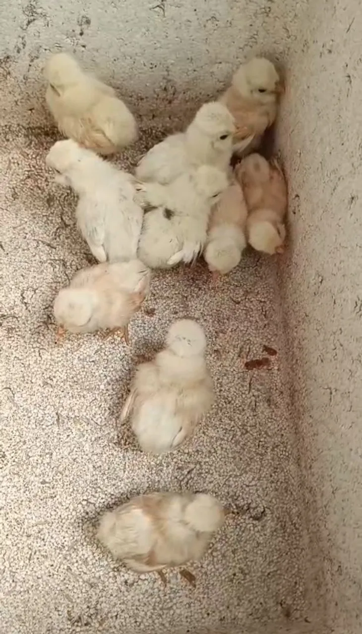 Pintinhos raça polonesa 