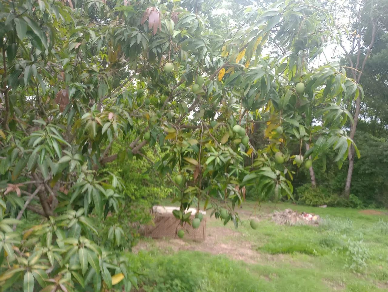 Chácara a 35 km de moc - Foto 5