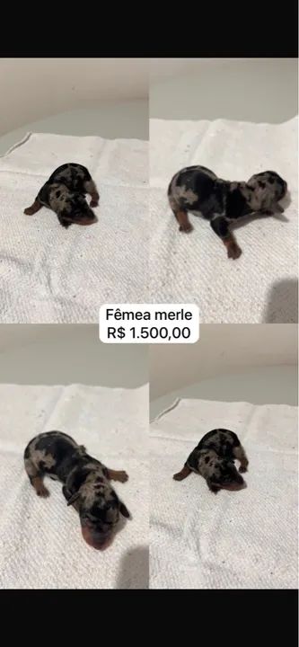 Filhotes Teckel Arlequim e Chocolate - Foto 4