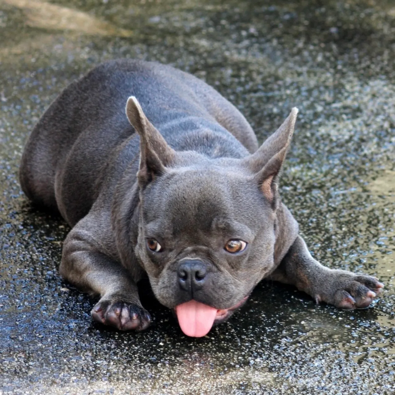 Bulldog Francês fêmea Cinza Prenha