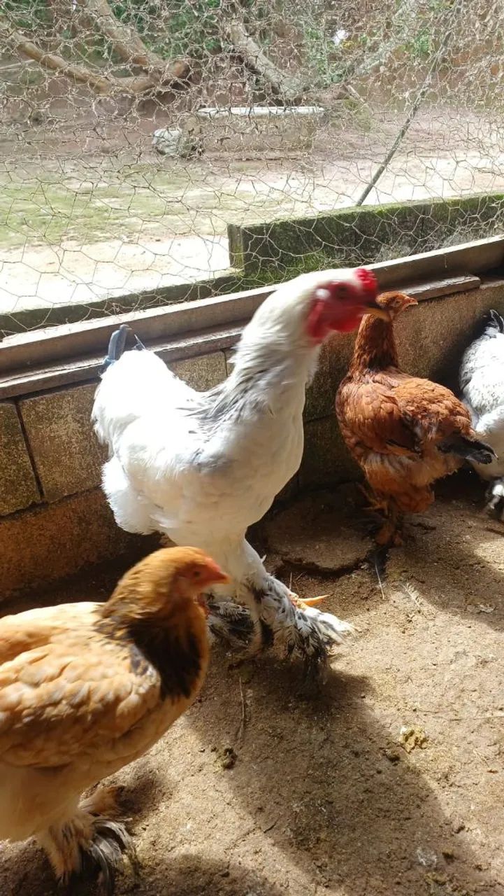 Galinha Brahma white - Foto 5