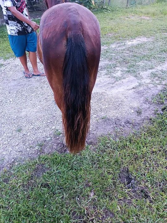 Potra chucra  - Foto 3