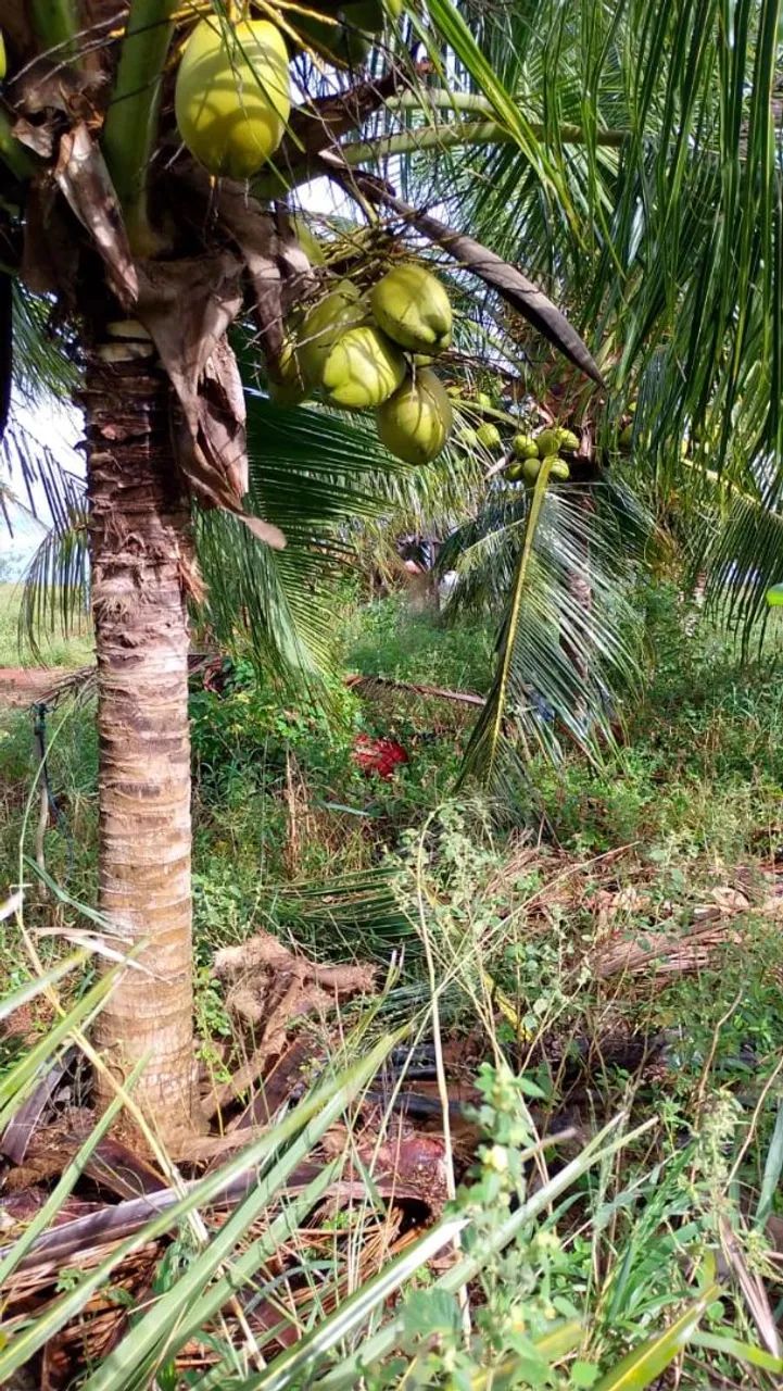 Lote com irrigação 40 hectares falar com José Bento * zap - Foto 4