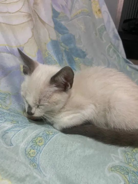 Gato Siames Filhote para adoção  - Foto 2