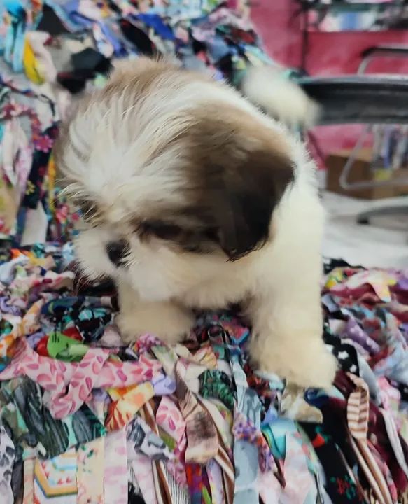 Shih Tzu Filhotes machos já com 2 vaciná - Foto 3