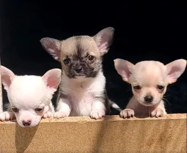 Chihuahua Macho Tricolor: Filhote Cheio de Encanto e Carinho!