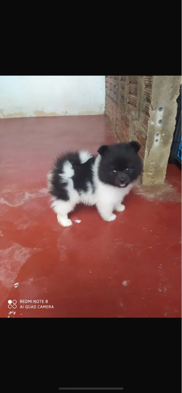 Spitz Alemão Anão