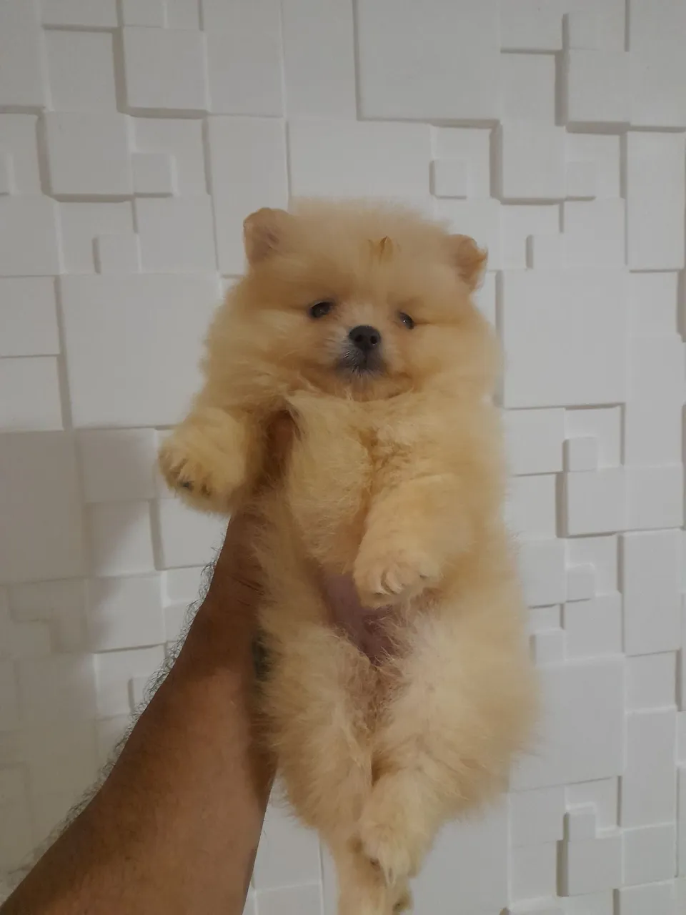 FILHOTE SPITZ ALEMÃO (LULU DA POMERANIA:ANÃO)