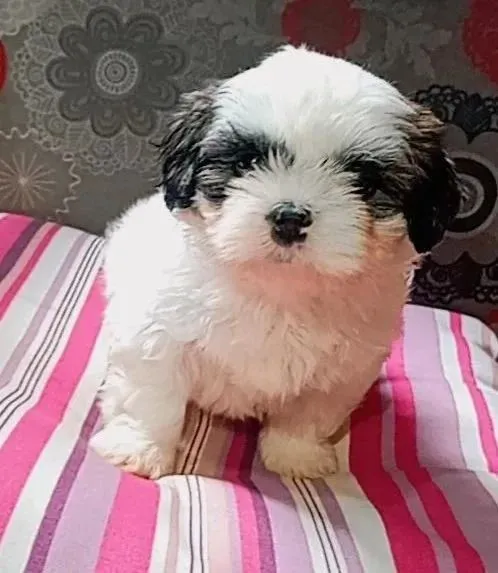 Shih Tzu entrega hoje chama no WhatsApp
