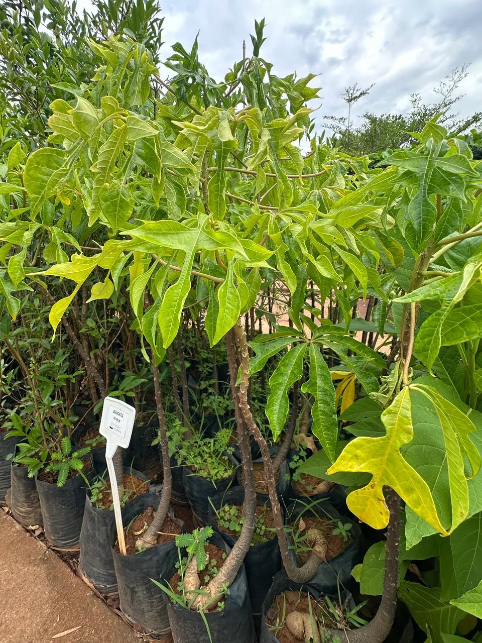 Muda de Jaracatiá 