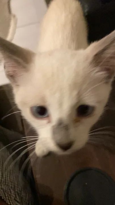 Gato Siames Filhote para adoção  - Foto 4