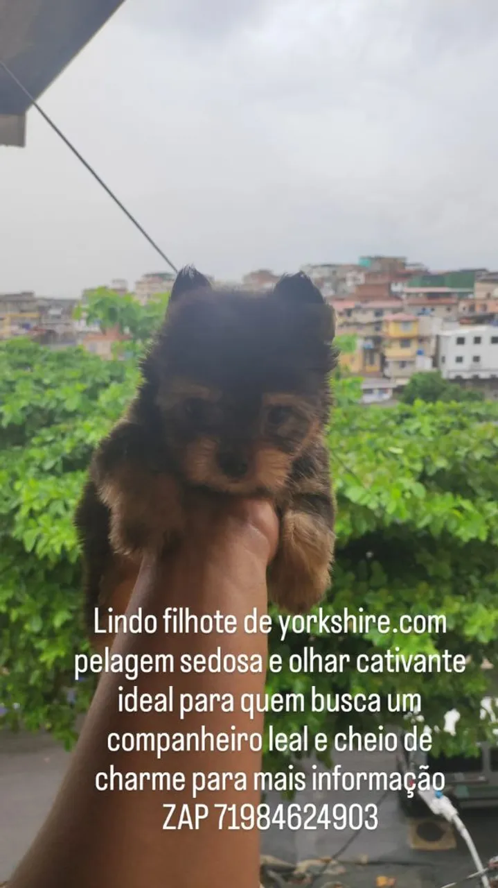 Filhote de Yorkshire Terrier