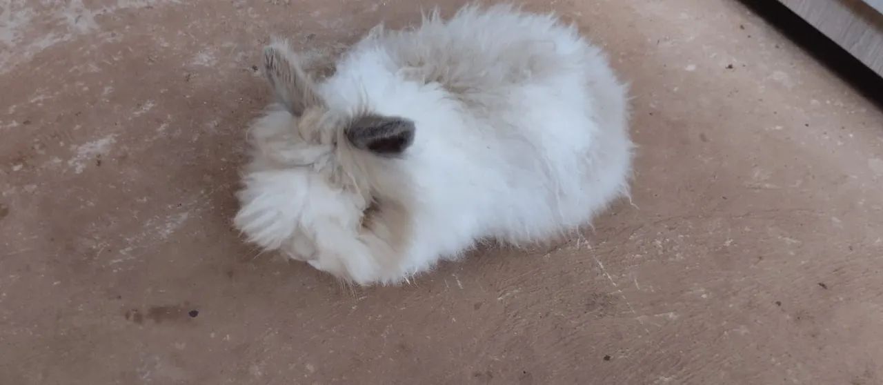 Doação coelho macho 