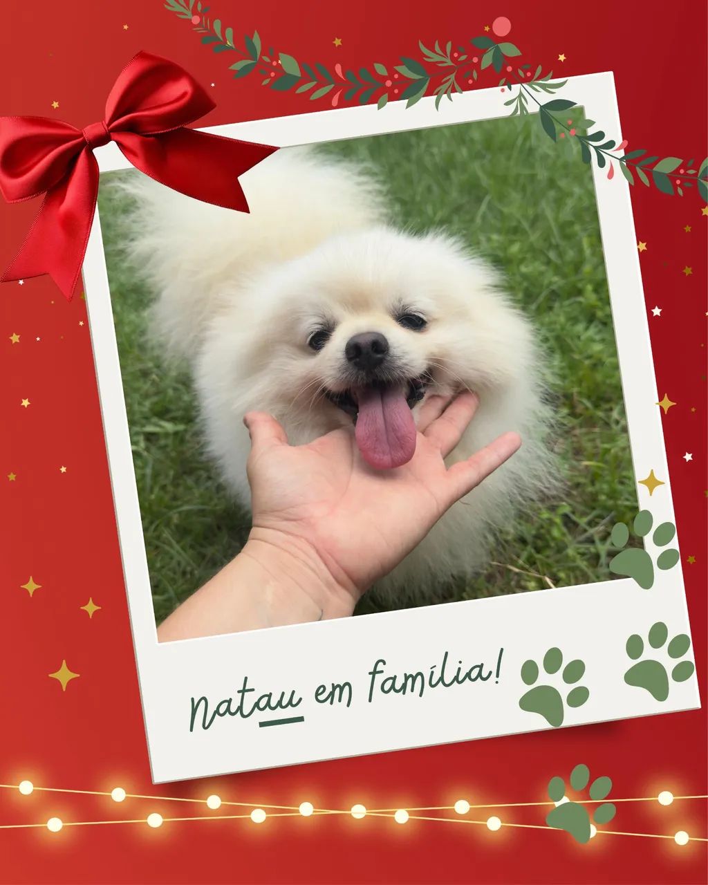 Lulu da Pomerania - Foto 3