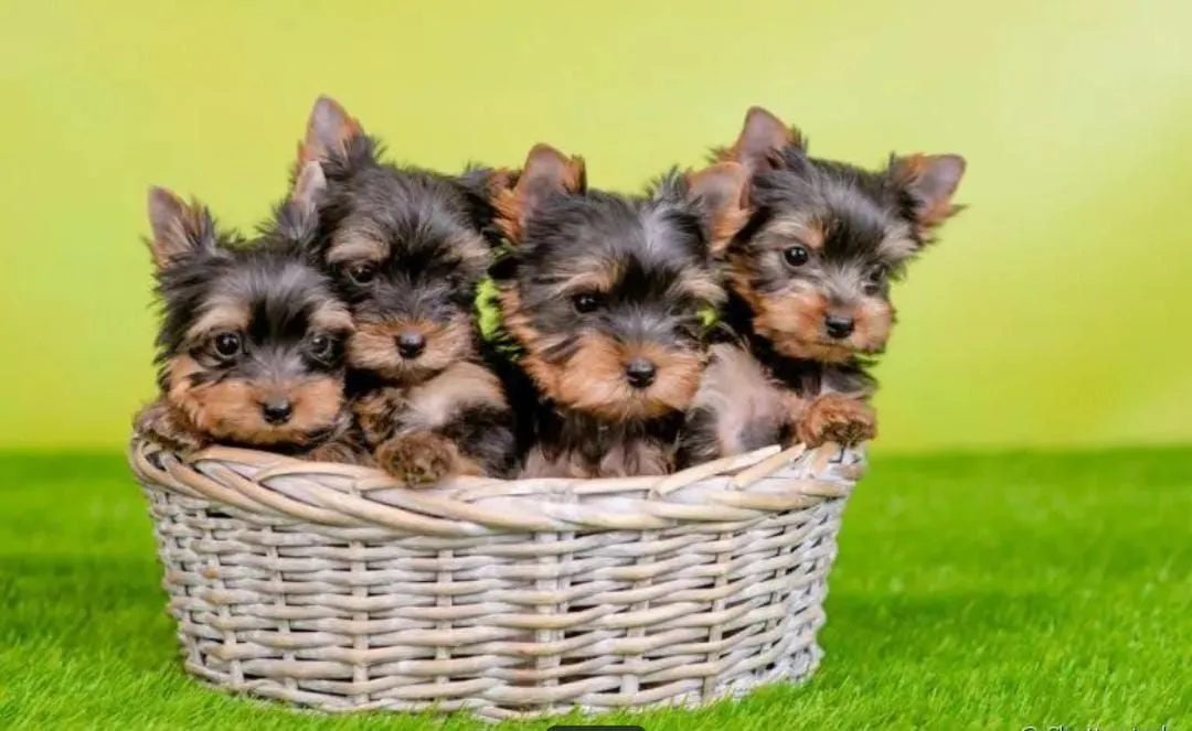 Filhotes de Yorkshire Terrier micro- Última fêmea