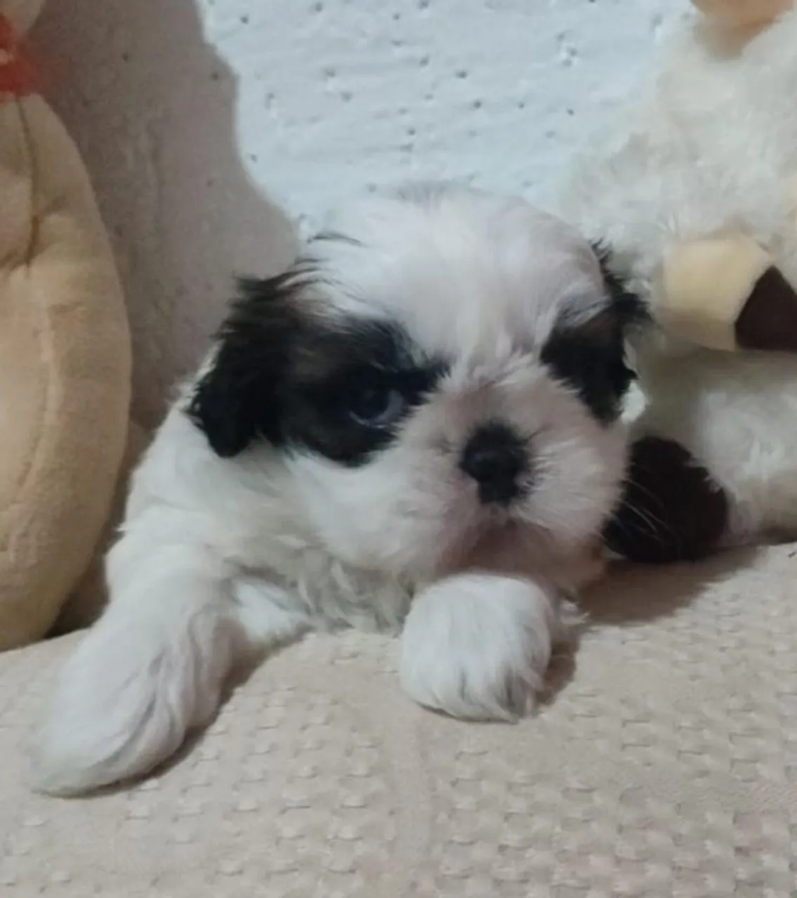 Linda shih Tzu mini fêmea