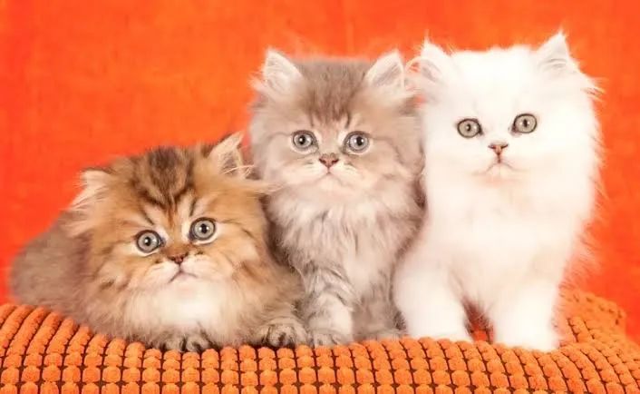 Persa Com Garantia  - Foto 3