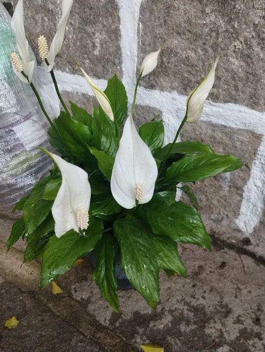 Vendo plantas de diversos tipos *Entrego só em Teresópolis  - Foto 5