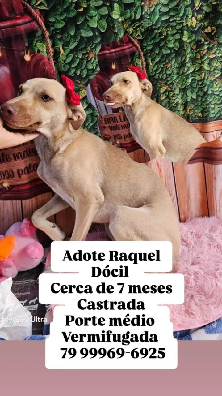 Fêmea e macho, disponível para adoção! - Foto 5