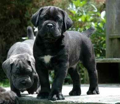 A Potência do Cane Corso  