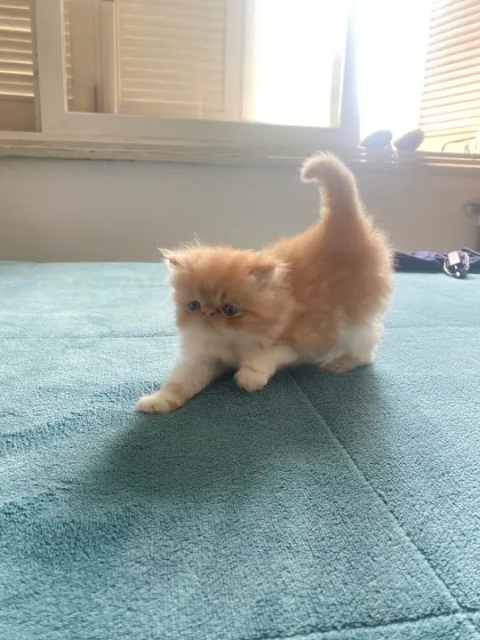FILHOTE DE GATO PERSA - Foto 6