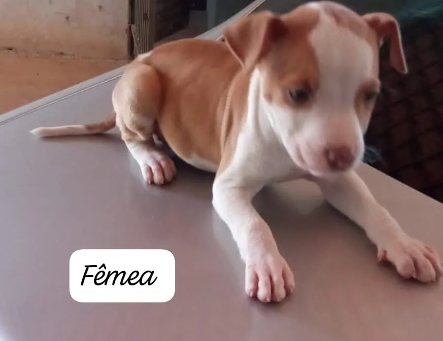 Filhote de Pitbull Fêmea e macho