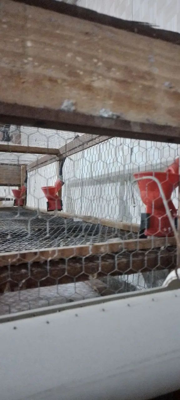 Gaiola para codorna64584931815298122