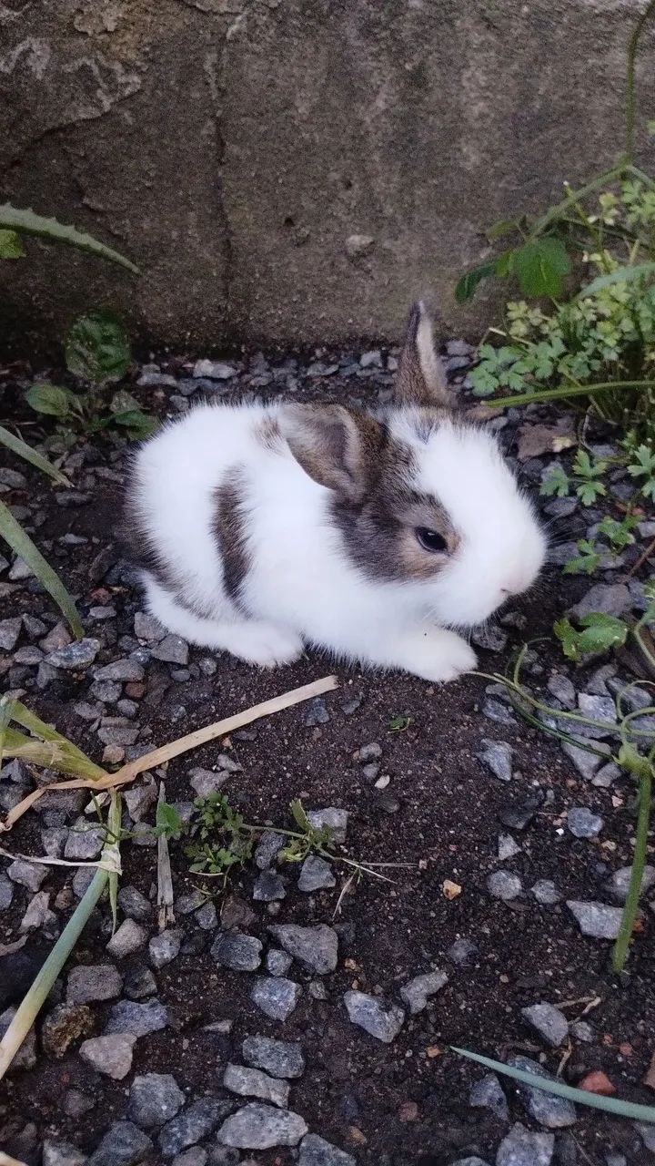 Mini Lion mesclado  - Foto 2