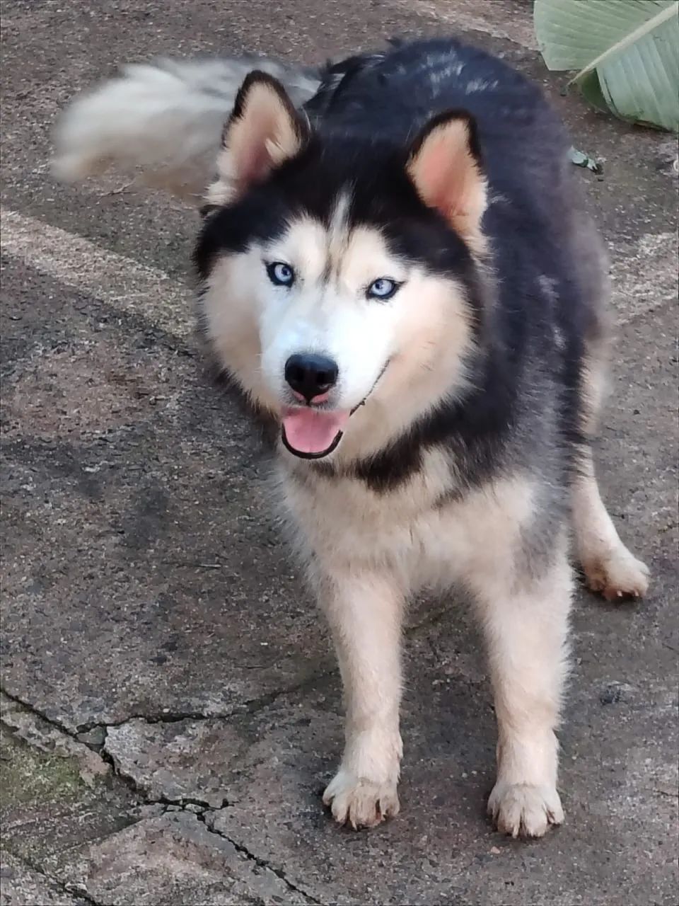Husky doação 