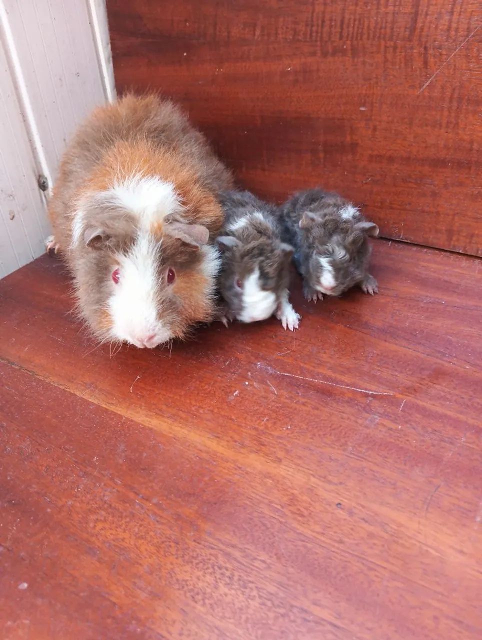 Vende-se porquinho da índia - Foto 2