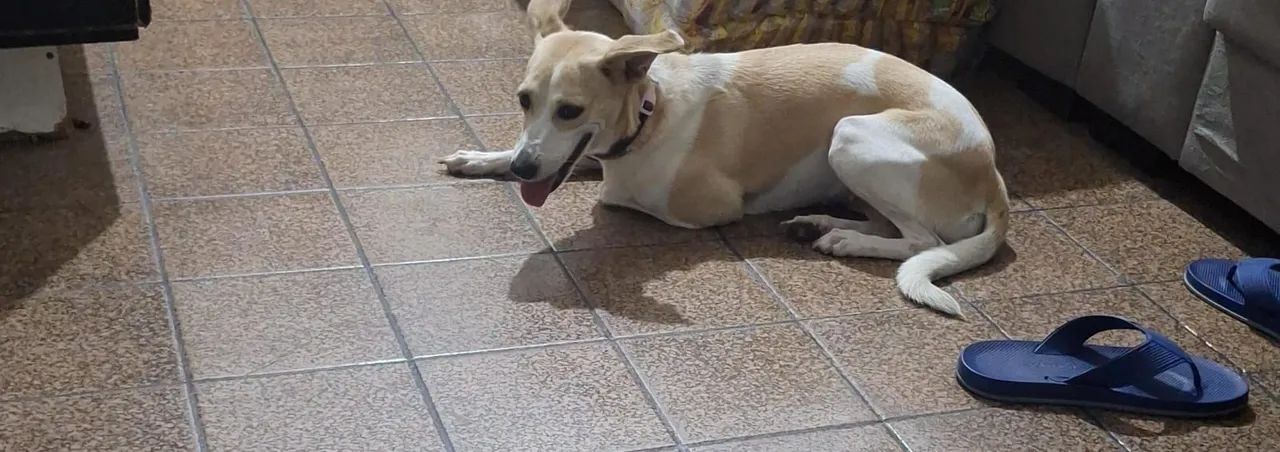 Cachorrinha para adoção - Foto 2