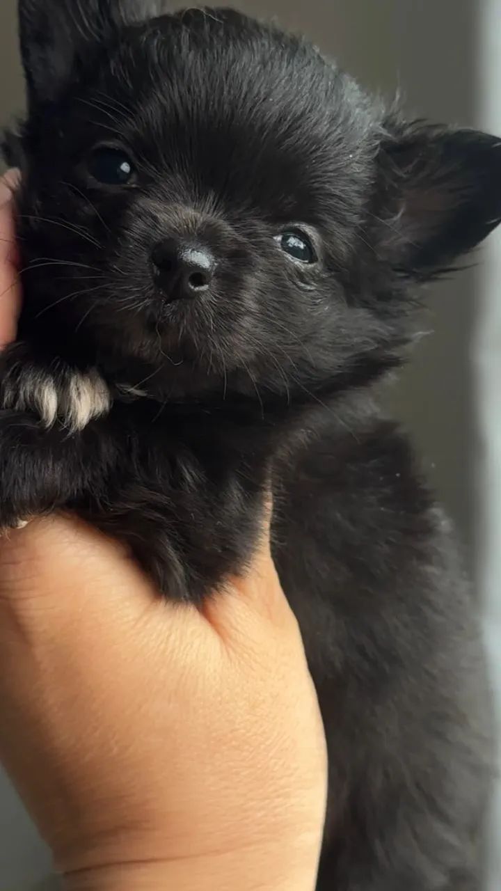 Cachorro - Foto 2