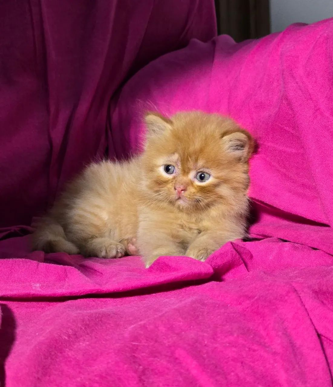 Gato Persa disponíveis, Canil e Gatil Legalizado para venda de cães e gato em Teresina-PI 