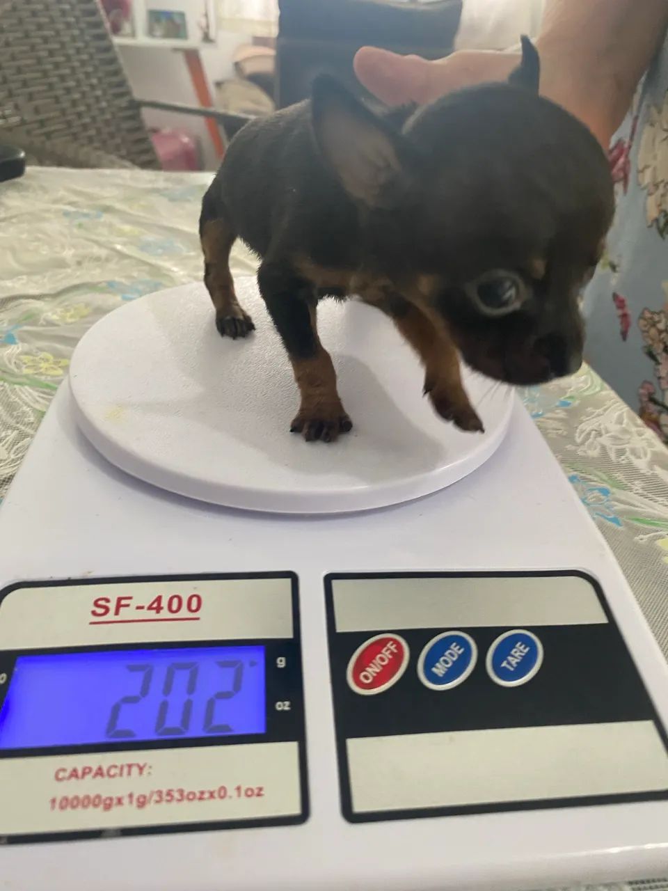 Pinscher miniatura zero  - Foto 4