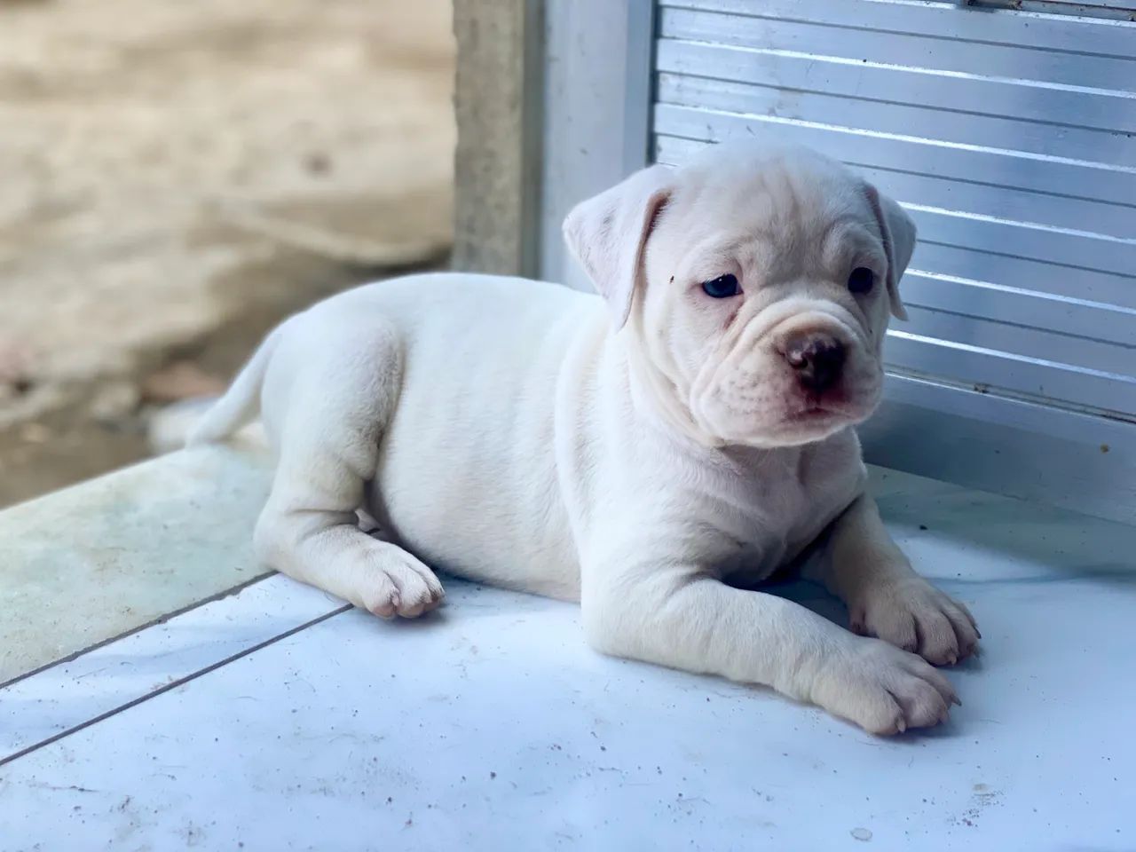 American bully 