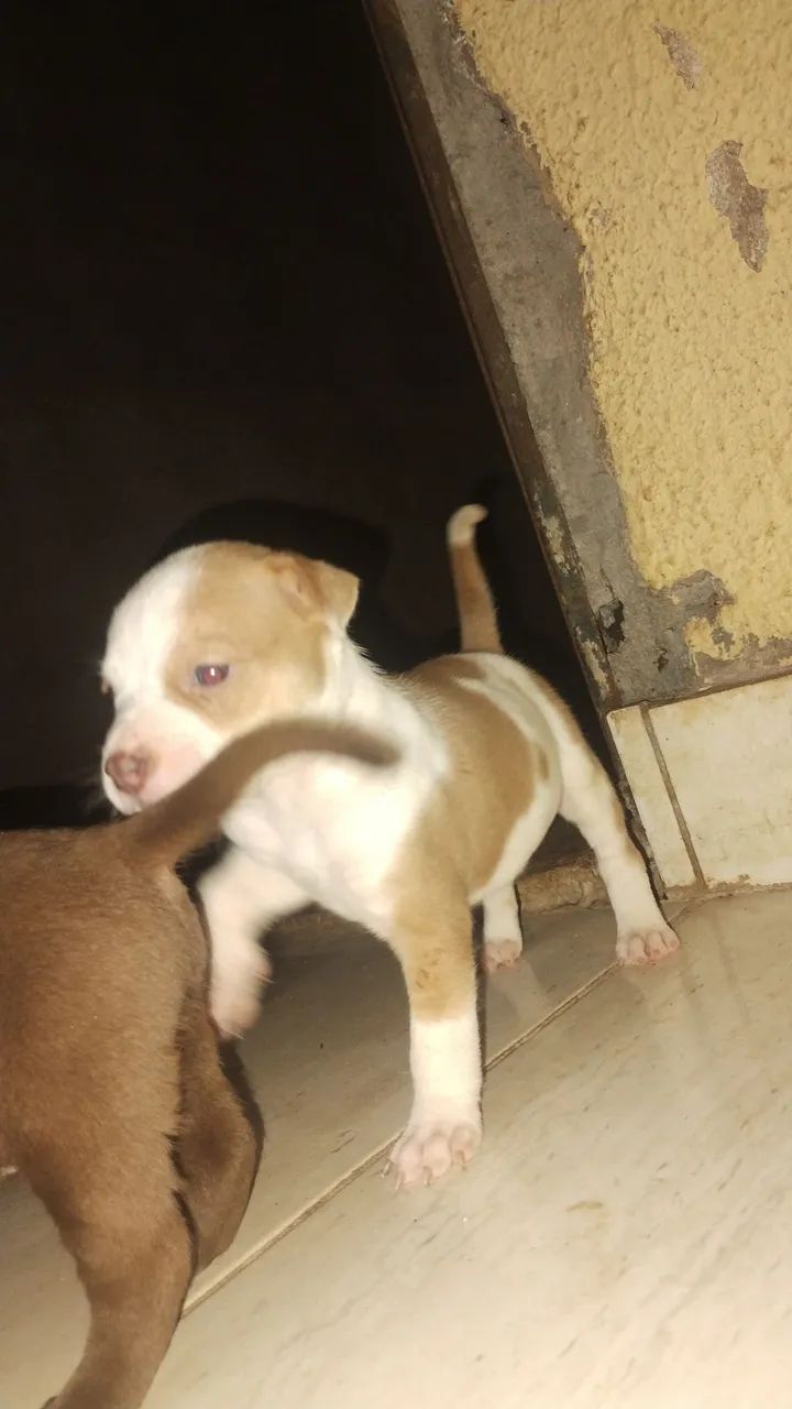 Pitbull filhote - Foto 4