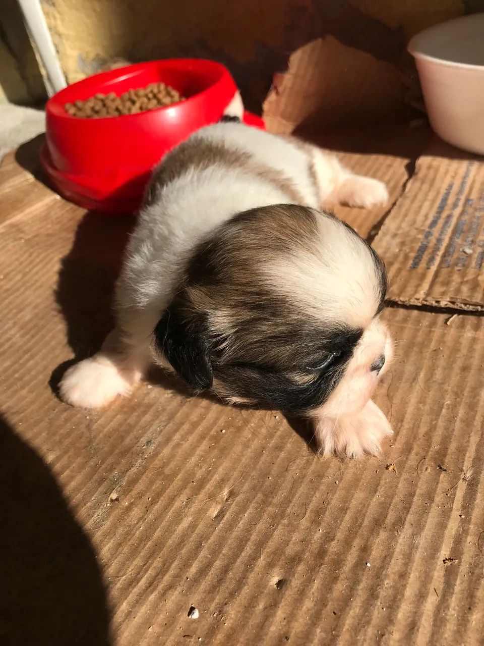 cachorro pequinês - Foto 4