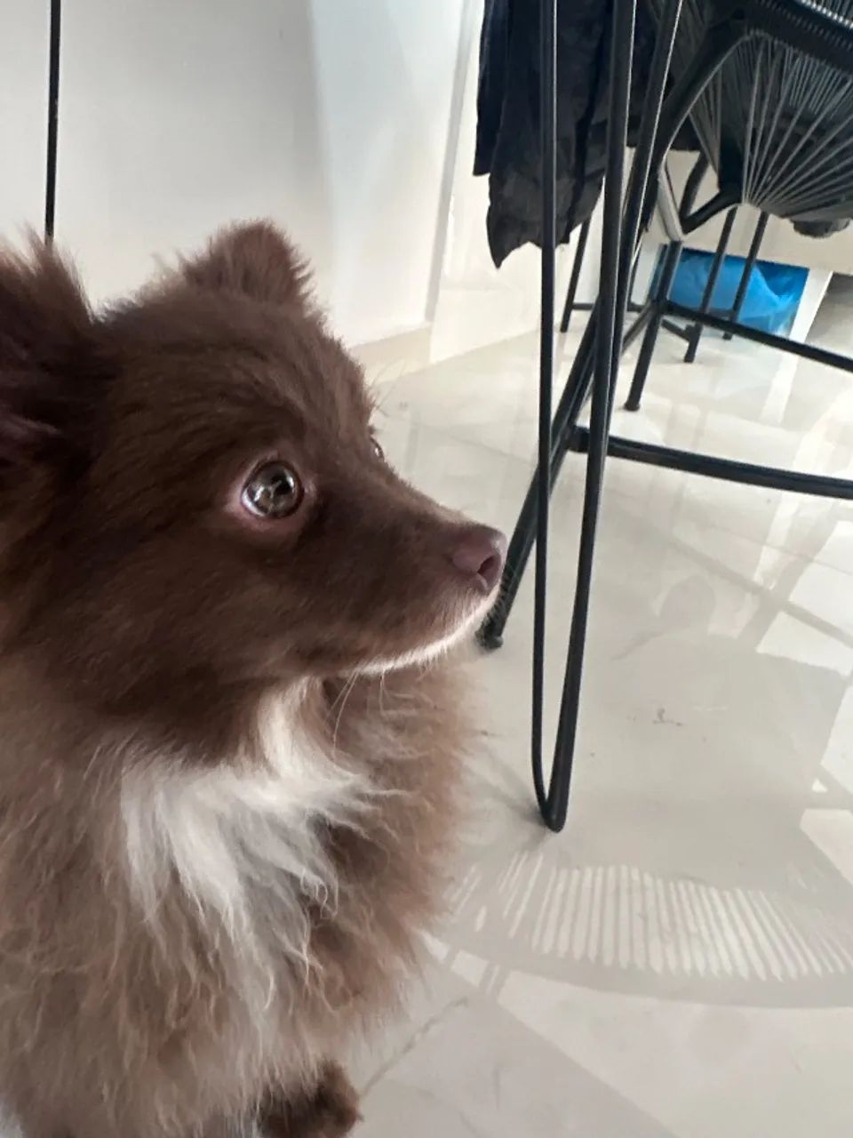 Spitz Alemão  - Foto 2