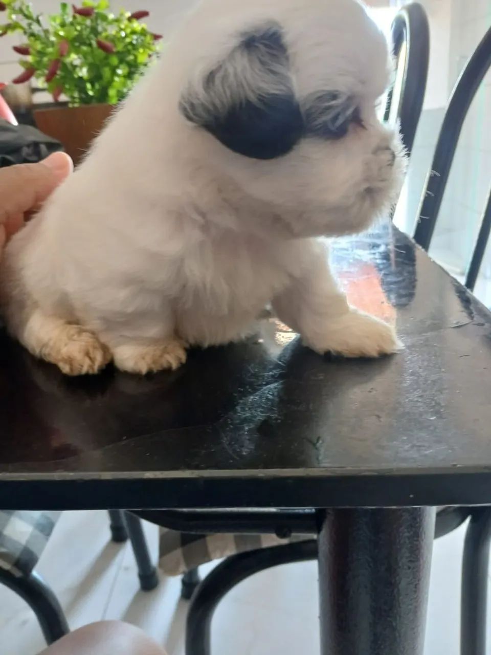 Urgente.  - Foto 2