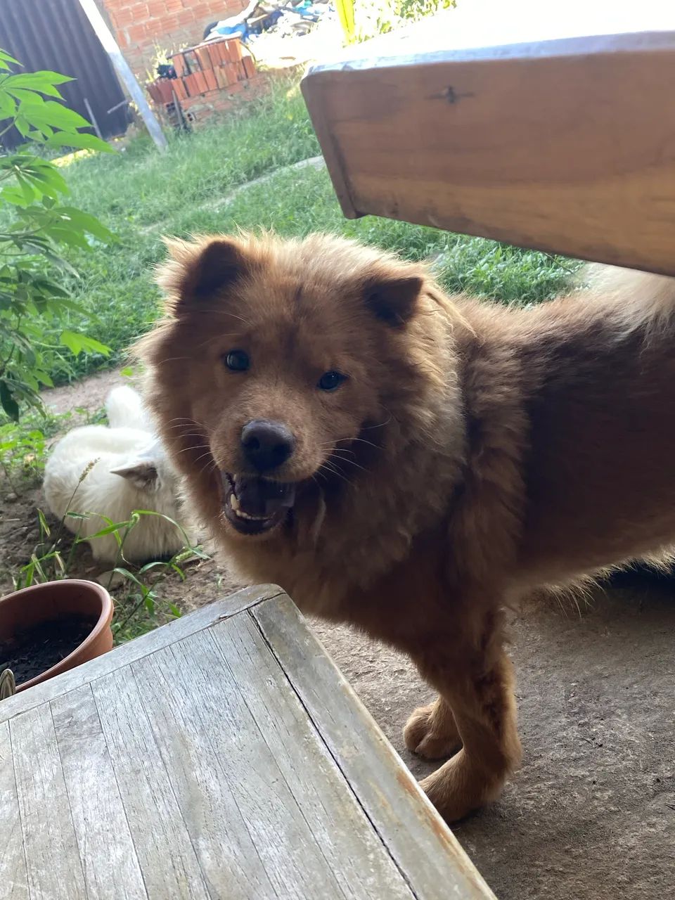 Filhote de chow chow - Foto 4