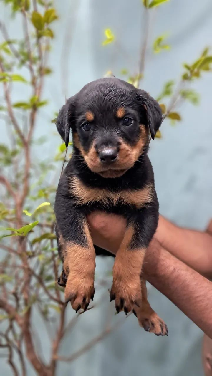 FILHOTES ROTTWEILER  - Foto 3