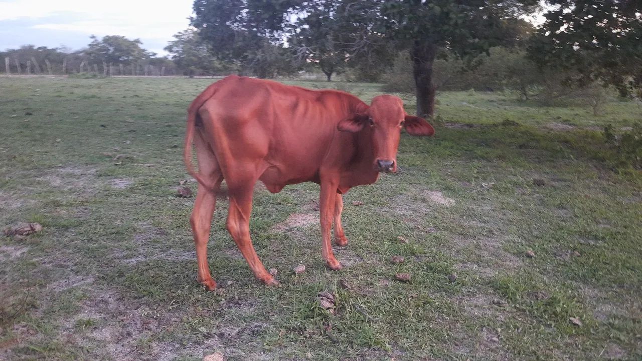 VACA SINDI PRA VENDER LIGEIRO  - Foto 5