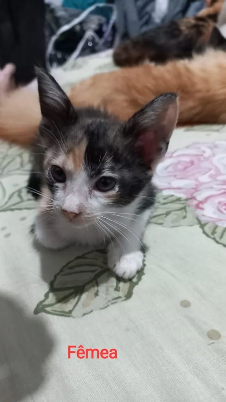 Doação gatos filhotes  - Foto 6